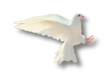 Dove – symbol of peace and compassion